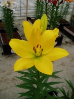 [1631 Oriolo No01.JPG]